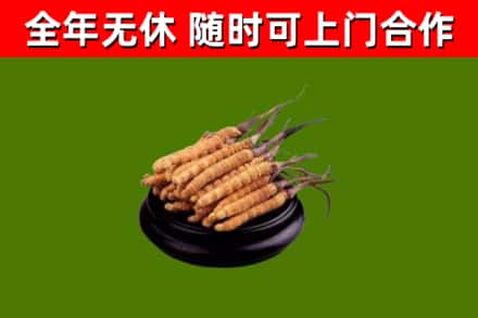 高淳回收散虫草